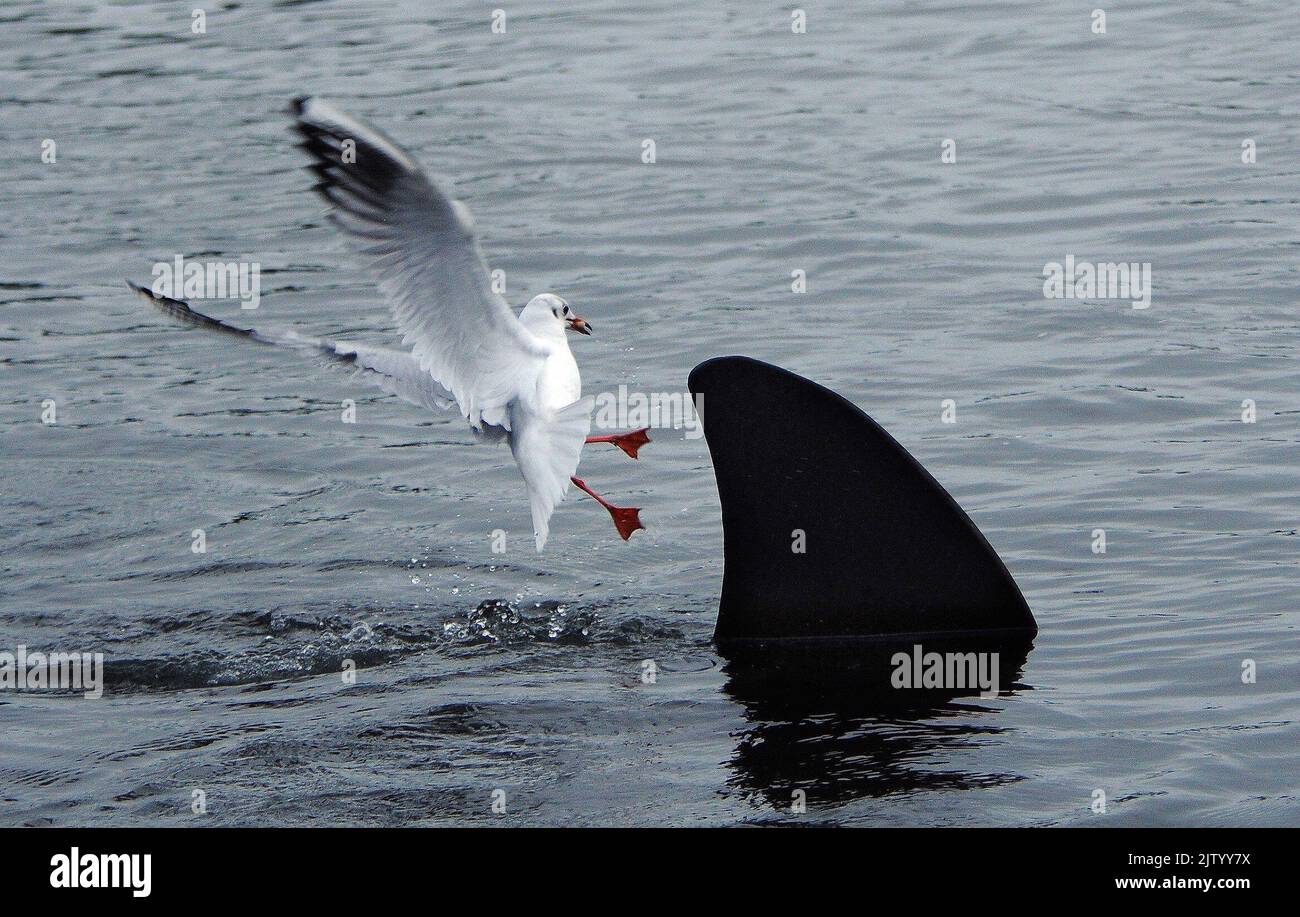 CAUGHT ON CAMERA. SEAGULLS MOB A SHARK THAT APPEARED AT SOUTHSEA, HAMPSHIRE. THE SINISTER TELL TALE FIN APPEARS TO CUT ACROSS THE WATER TO THE DISMAY OF THE LOCAL BIRD POPULATION BUT ALL IS NOT AS IT APPEARS. A NEW YEAR PRANKSTER HAS CAUSED DISMAY FOR VISITORS AND RESIDENTS ALIKE BY SECURING A METAL FIN INTO THE CANOE LAKE AT SOUTHSEA. PASSER BY CHRISTINE GILES SAID '' I HAD TO LOOK TWICE AS THE SEAGULLS WERE SWOOPING DOWN ALL AROUND IT BUT THEN I REALISED IT WAS A VERY REALISTIC PRANK''. PIC MIKE WALKER, MIKE ALKER PICTURES Stock Photo