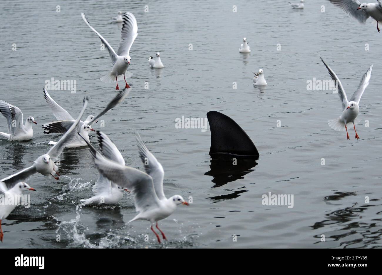 CAUGHT ON CAMERA. SEAGULLS MOB A SHARK THAT APPEARED AT SOUTHSEA, HAMPSHIRE. THE SINISTER TELL TALE FIN APPEARS TO CUT ACROSS THE WATER TO THE DISMAY OF THE LOCAL BIRD POPULATION BUT ALL IS NOT AS IT APPEARS. A NEW YEAR PRANKSTER HAS CAUSED DISMAY FOR VISITORS AND RESIDENTS ALIKE BY SECURING A METAL FIN INTO THE CANOE LAKE AT SOUTHSEA. PASSER BY CHRISTINE GILES SAID '' I HAD TO LOOK TWICE AS THE SEAGULLS WERE SWOOPING DOWN ALL AROUND IT BUT THEN I REALISED IT WAS A VERY REALISTIC PRANK''. PIC MIKE WALKER, MIKE ALKER PICTURES Stock Photo