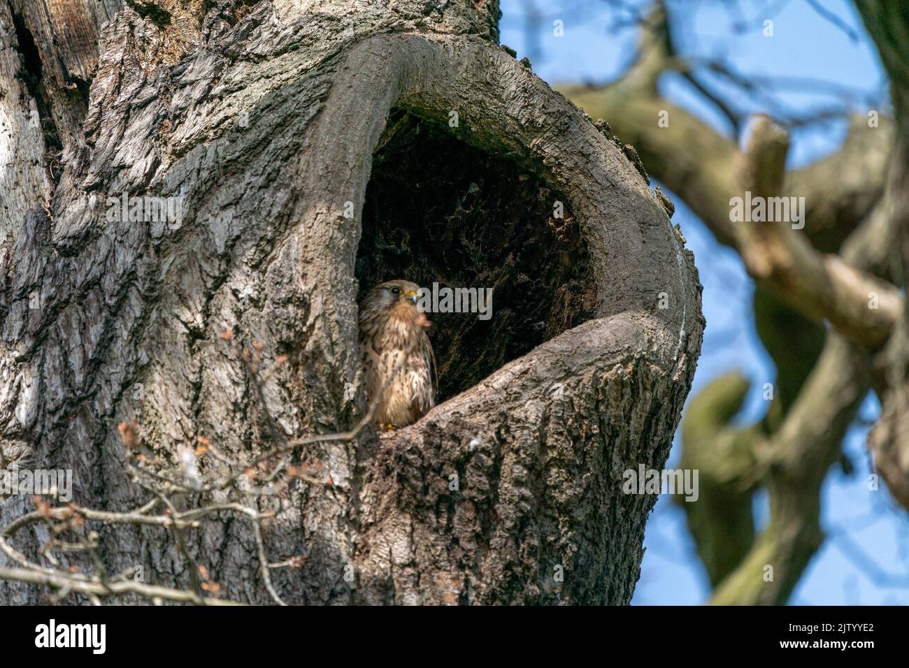 kestrel bird raptor mating Stock Photo - Alamy