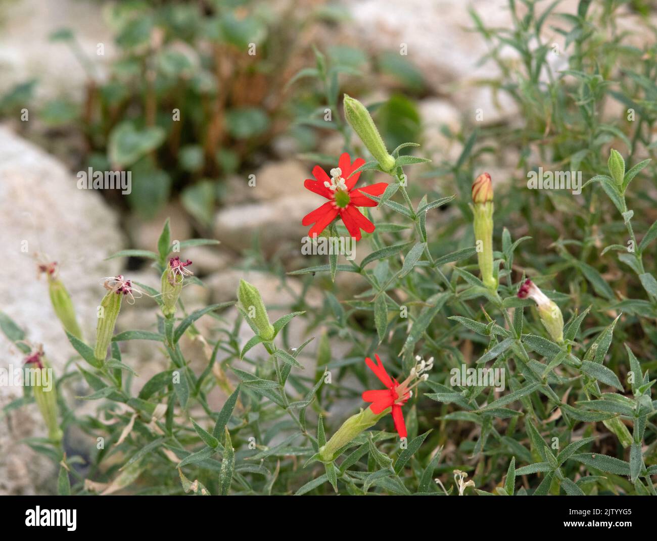 Silene plankii Stock Photo