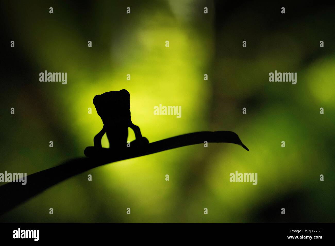 Juvenile Yellow-eyed or Blue-sided Leaf Frog (Agalychnis annae), silhouetted at night, San Jose, Costa Rica Stock Photo