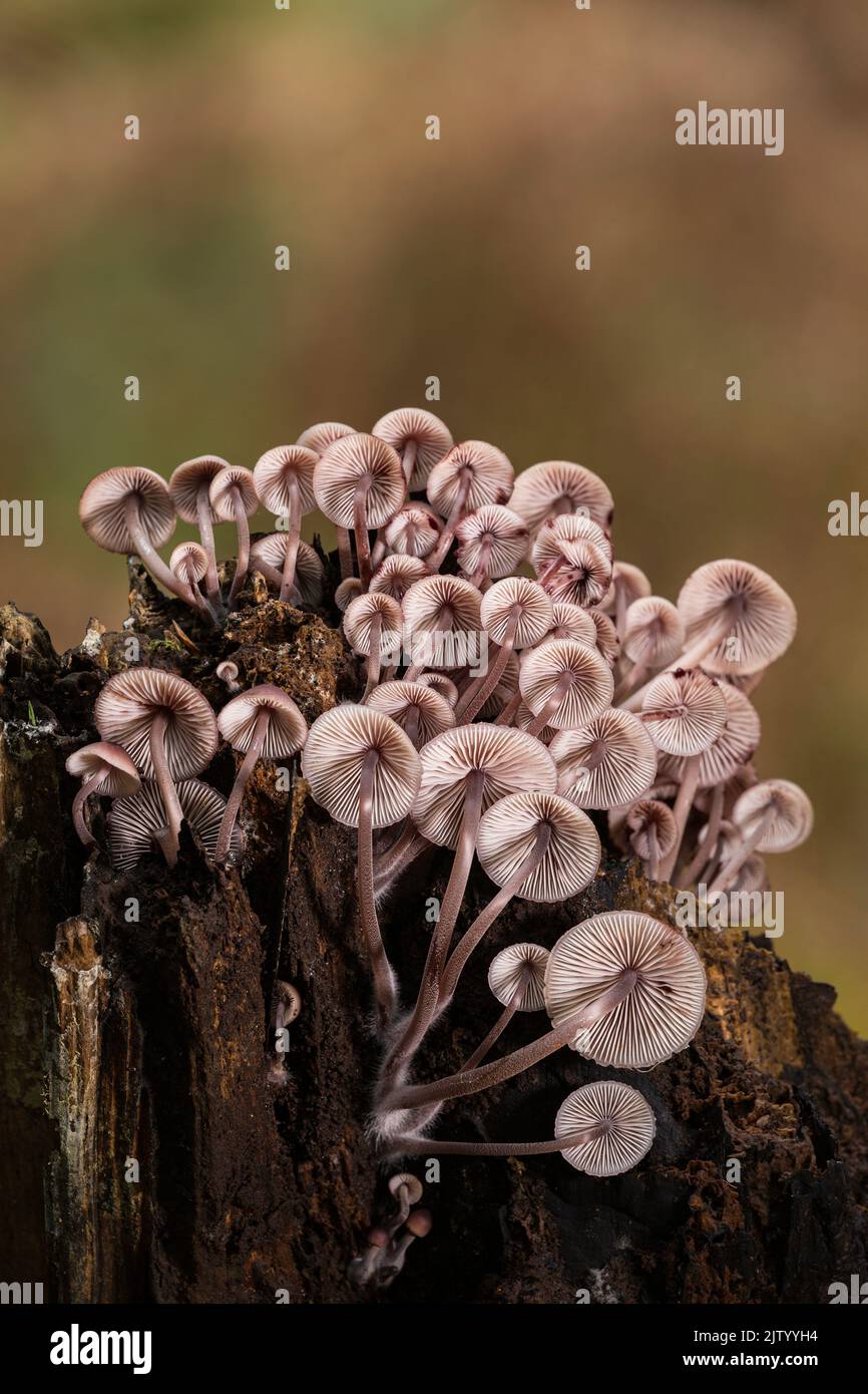 Mycena inclinata, New Forest National Park, Hampshire, England, UK Stock Photo