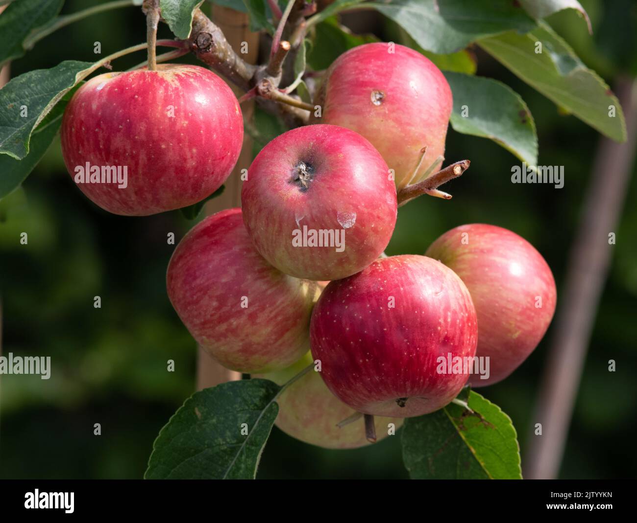 Malus domestica 'Scrumptious' Stock Photo