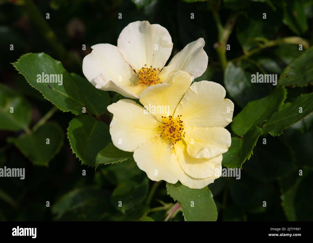 Rosa Tottering by Gently Stock Photo