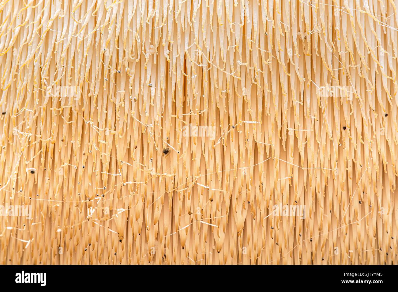 Bearded Tooth (Hericium erinaceus)*on oak, close-up showing structure, Rhodope Mountains, Bulgaria Stock Photo