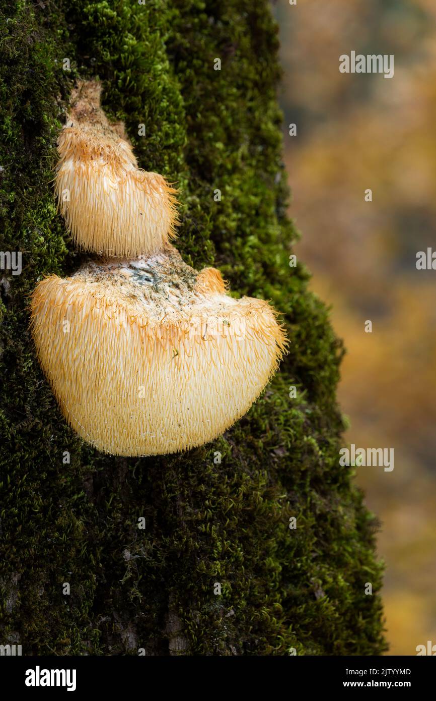 Bearded Tooth (Hericium erinaceus)*on oak, Rhodope Mountains, Bulgaria Stock Photo