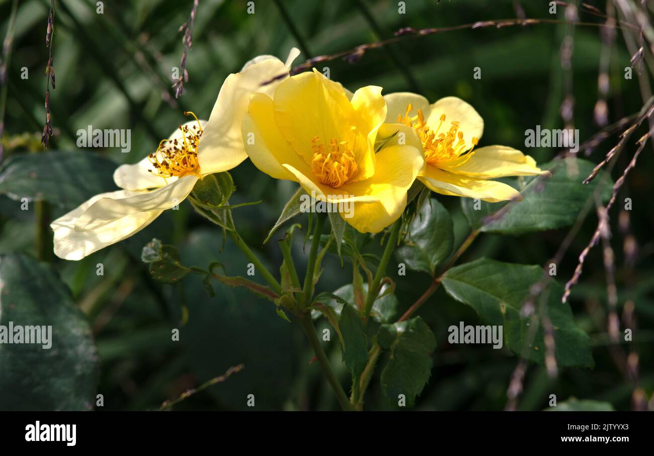 Rosa Tottering by Gently Stock Photo