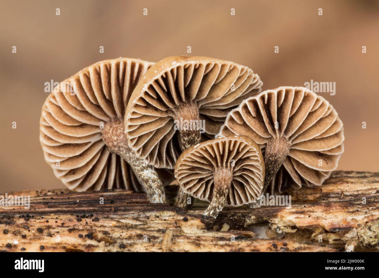 Unidentified fungi, Bulgaria Stock Photo