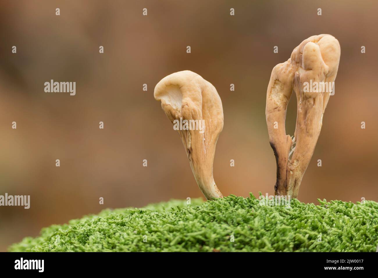 Giant Club Fungus (Clavariadelphus pistillaris), Rhodope Mountains, Bulgaria Stock Photo