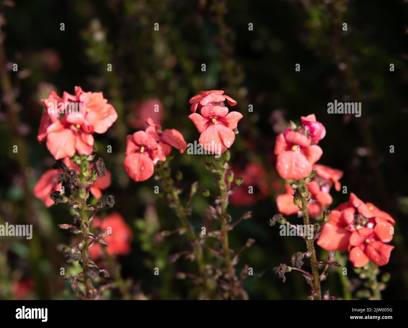 Diascia personata 'Coral Spires' Stock Photo