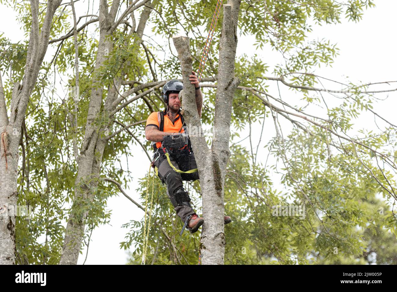 Tree surgeon cutting branches of trees with chain saw with safety gear Stock Photo