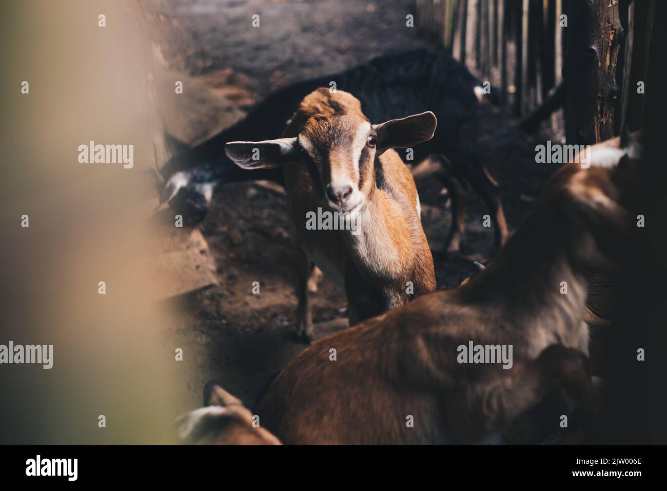 Brown colored young goat facing the camera among other herd of free range goats. Selective focus. Copy space. Stock Photo