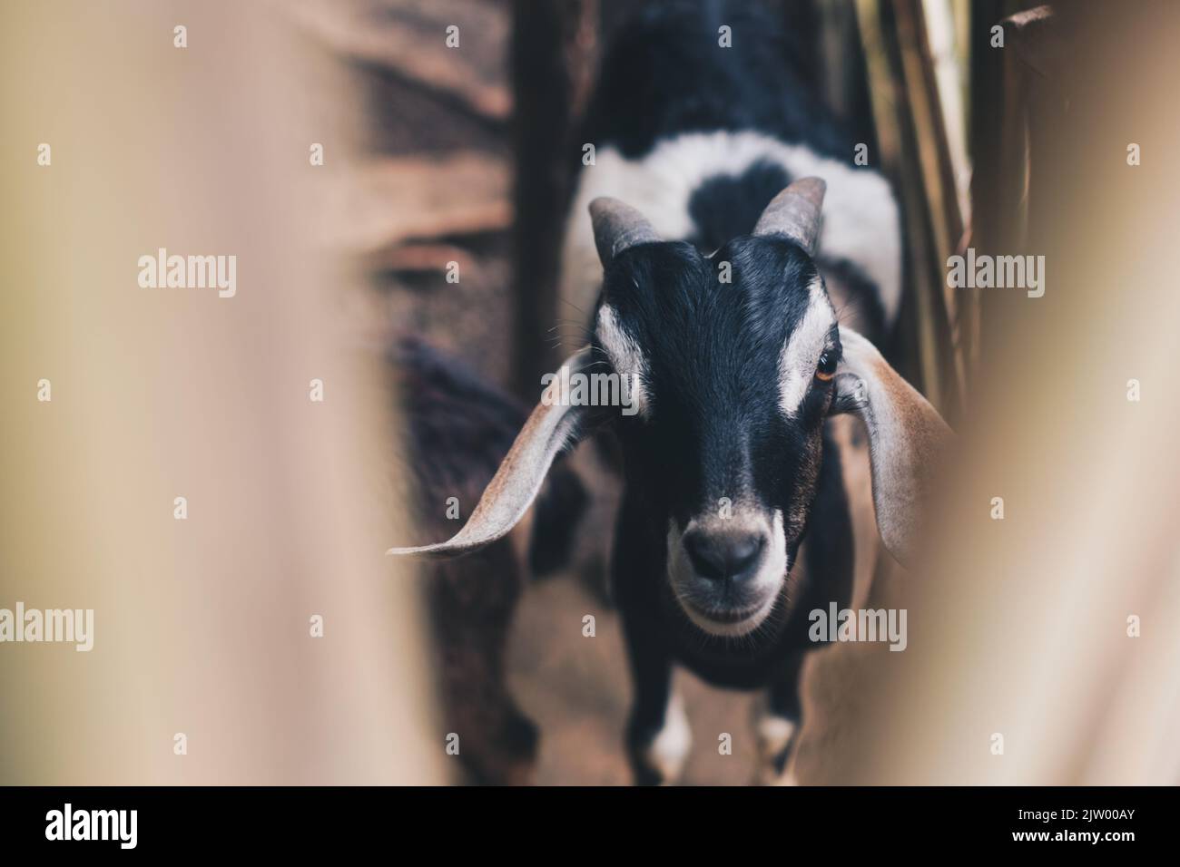 Head shot of free range goat with black, brown and white colored fur looking to the camera. Selective focus. Stock Photo