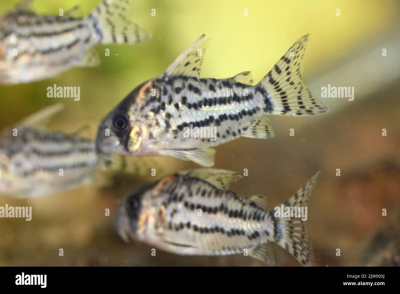 The bandscatfish (Corydoras schwartzi) a popular ornamental fish Stock