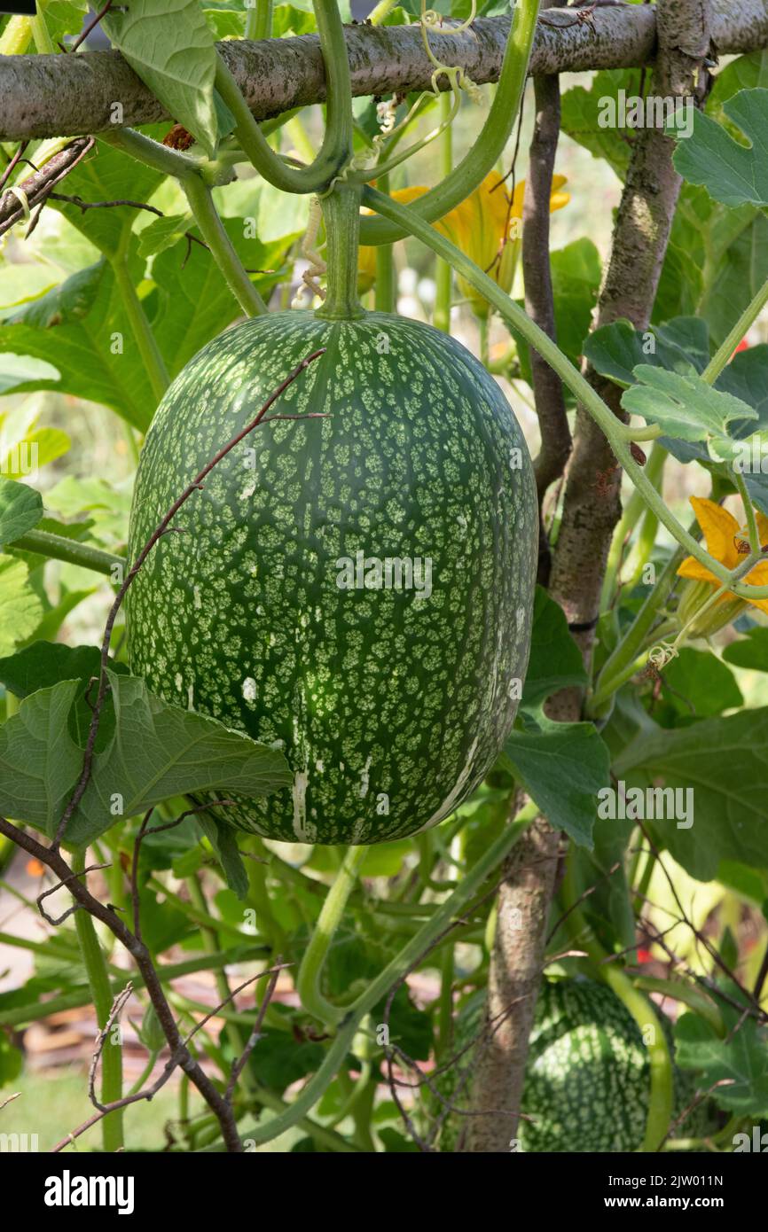 Figleaf gourd, Cucurbita ficifolia Stock Photo