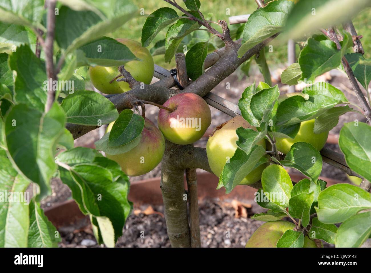 Calville Rouge D'Hiver apple Stock Photo