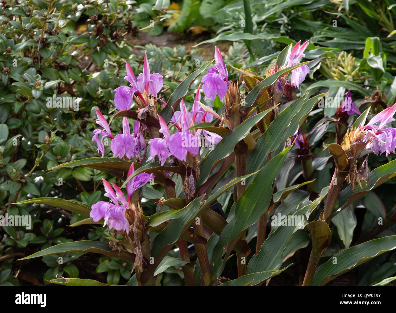 Roscoea purpurea Tale Valley Hybrids Stock Photo