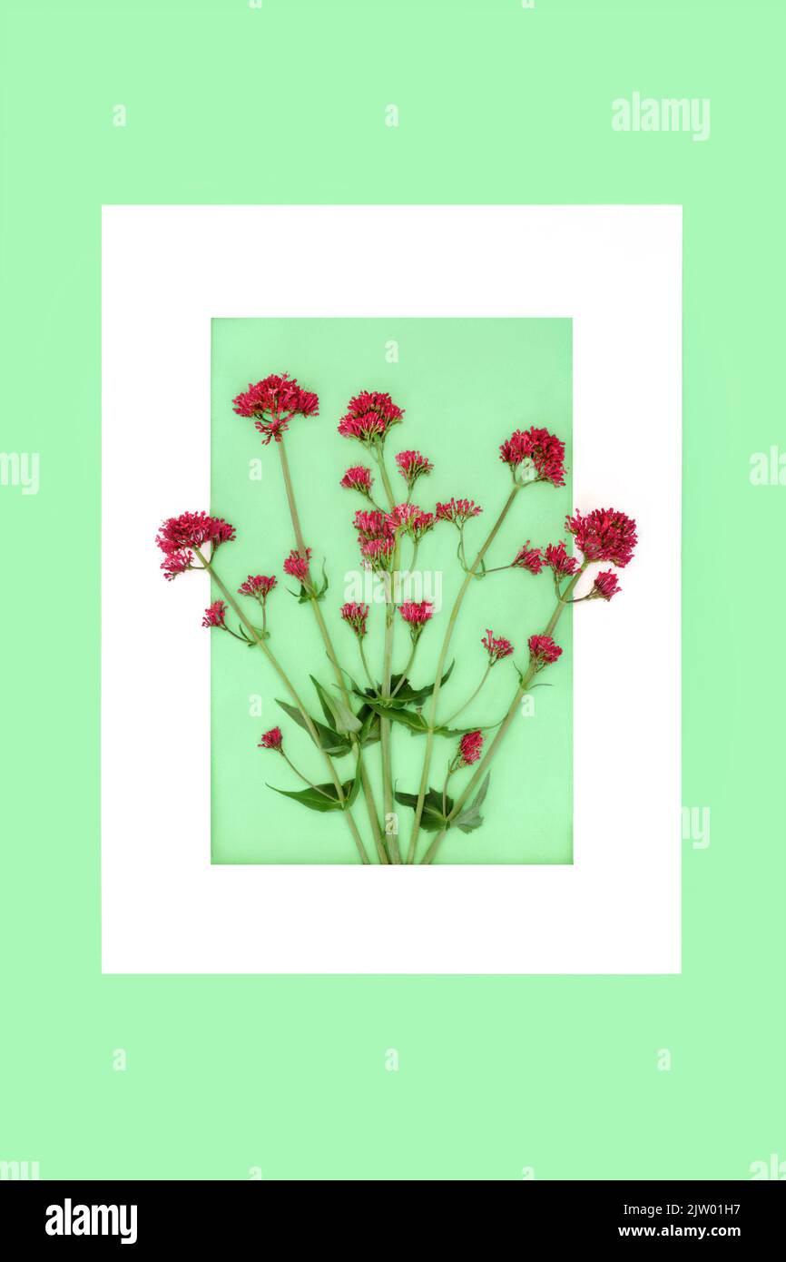 Red valerian herb plant background border with white frame on green. Flowers can be used to make perfume. Minimal botanical nature study composition. Stock Photo
