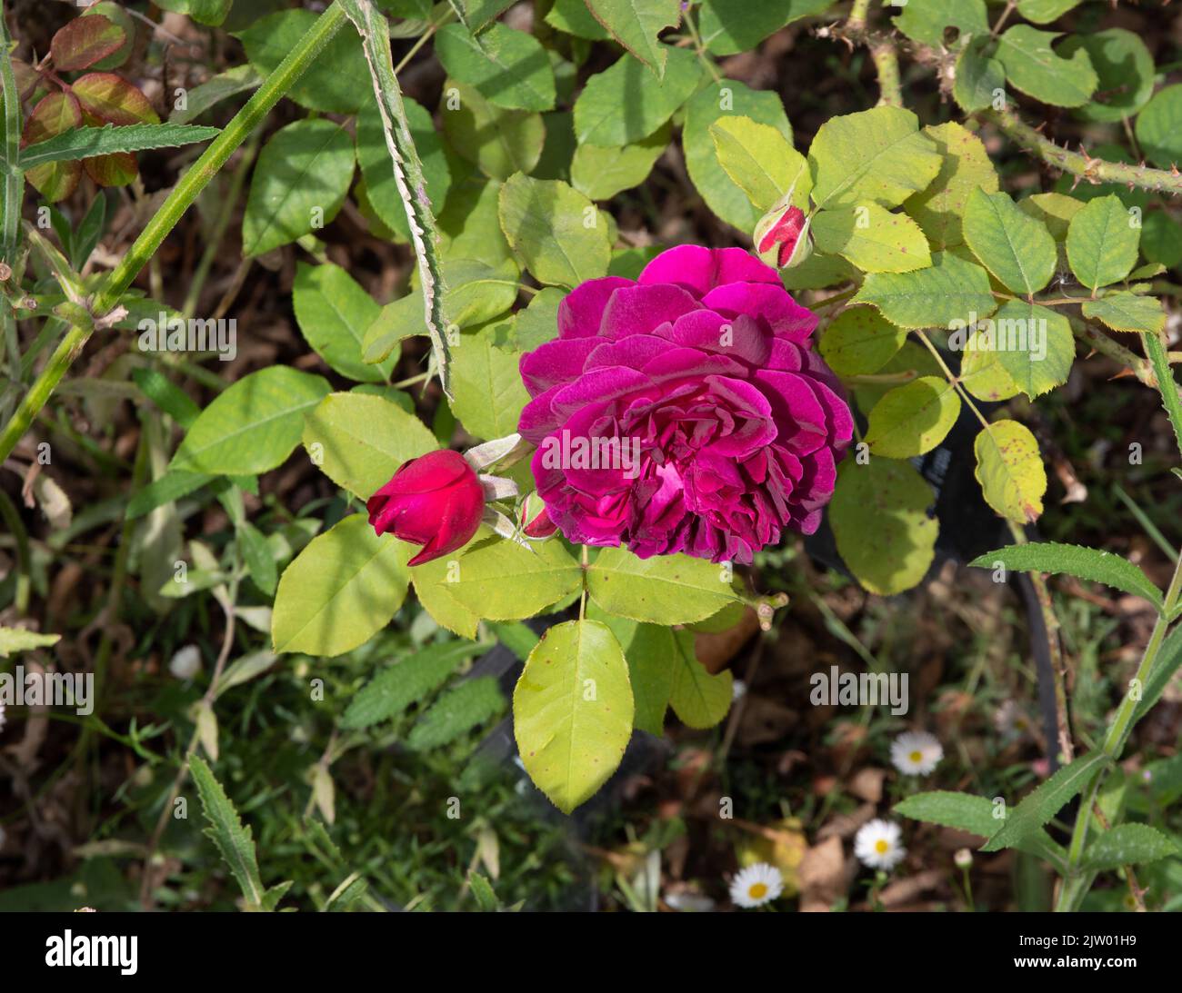 Rosa Munstead Wood Stock Photo