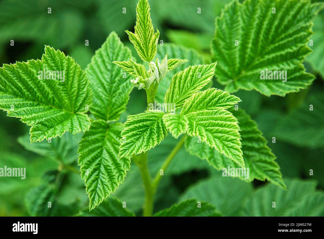 Raspberry plant green leaves in the garden Stock Photo