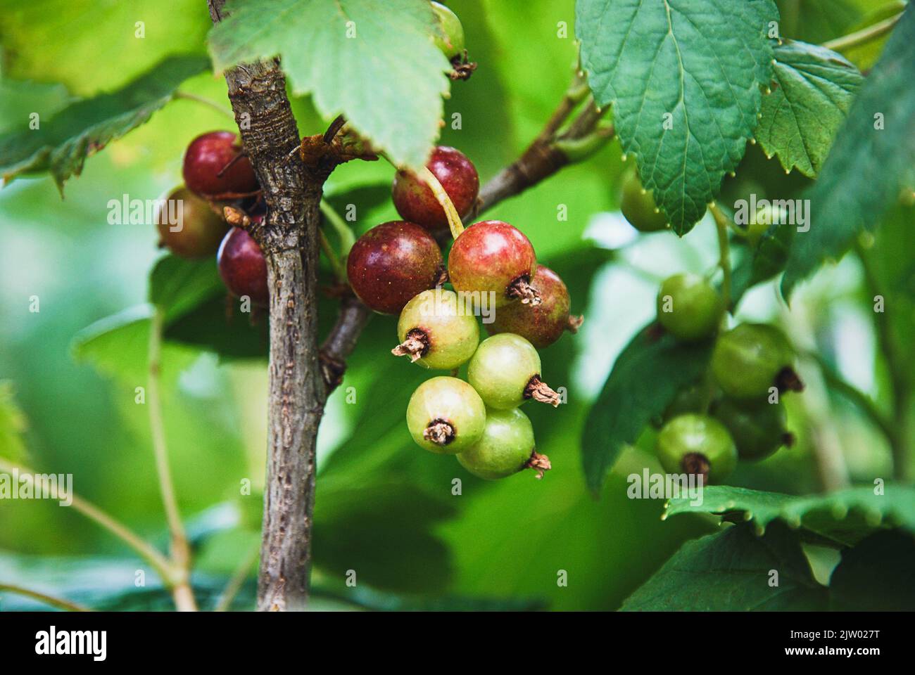 Black currant fruit ripening on branch in the garden Stock Photo