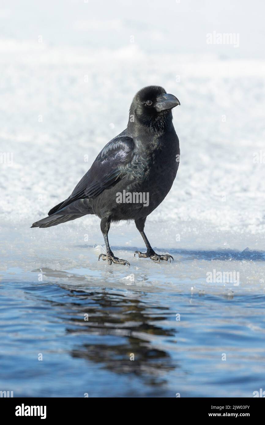 Raven (Corvus corax) perched on sea ice, Hokkaido, Japan Stock Photo
