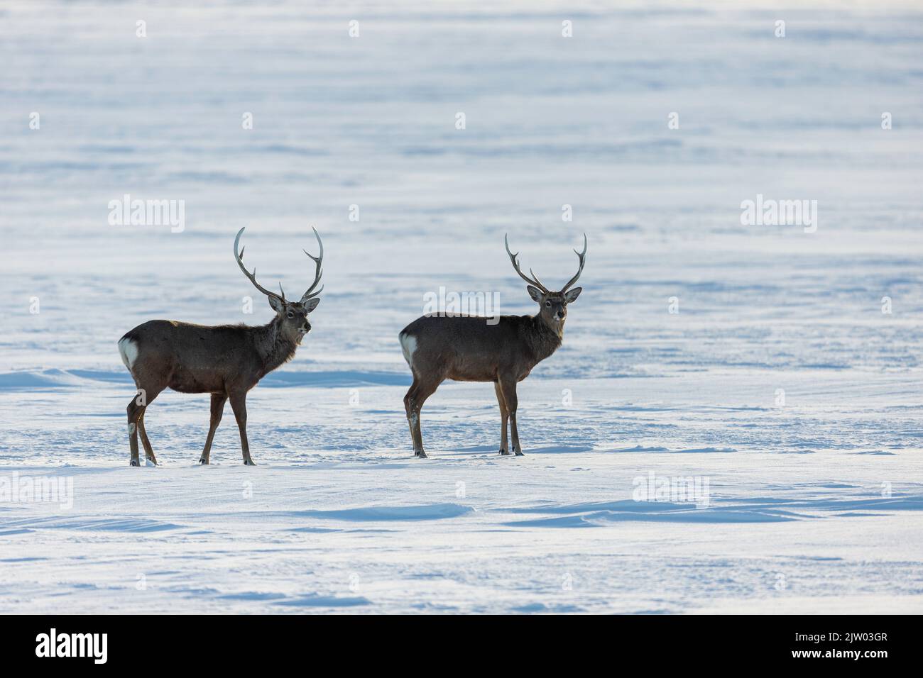 Ezo Sika Deer (Cervus nippon yesoensis), two adults standing in snow, Hokkaido, Japan Stock Photo