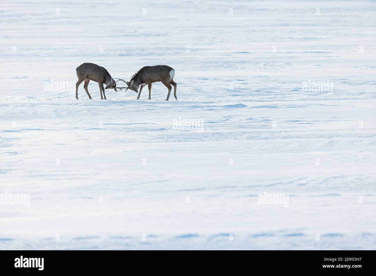 Ezo Sika Deer (Cervus nippon yesoensis), two fighting in snow, Hokkaido, Japan Stock Photo