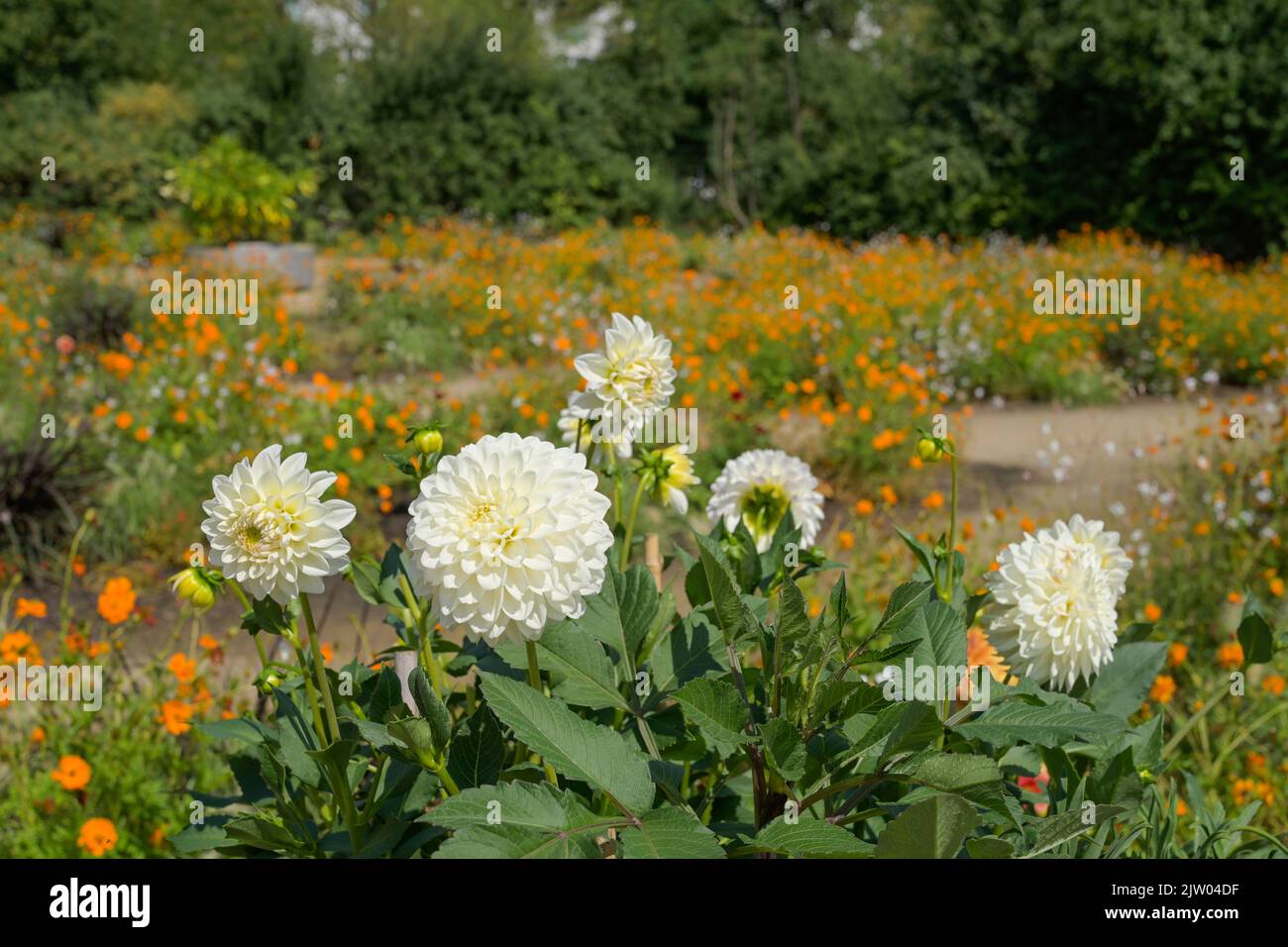 Dahlien, Blumenarena, Gärten der Welt, Marzahn, Berlin, Deutschland Stock Photo