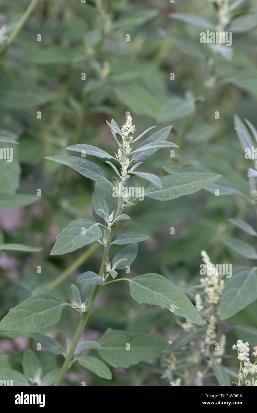 Fat Hen (Chenopodium Album) Norwich GB UK July 2022 Stock Photo