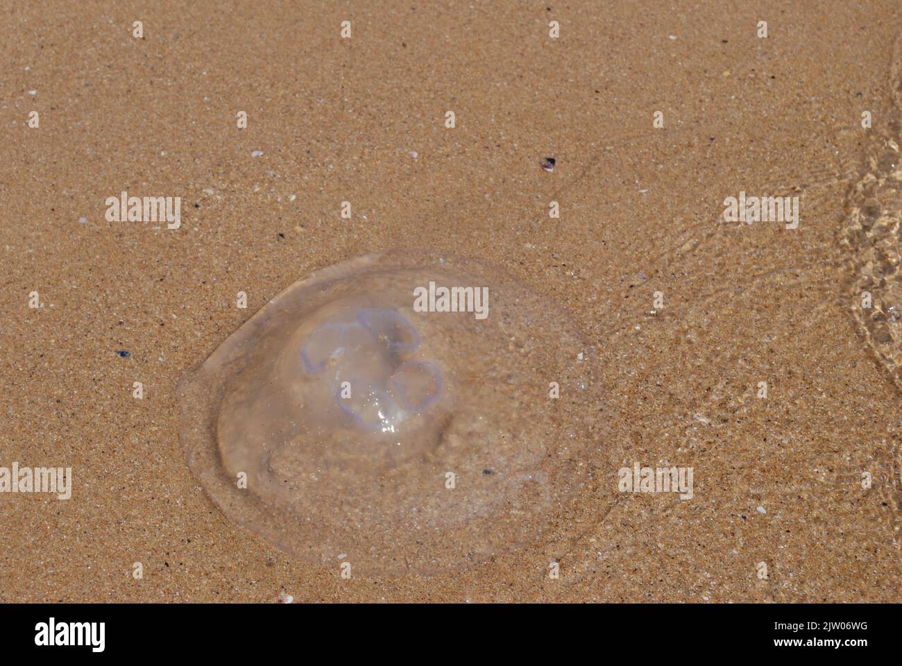 Jellyfish on the beach in shallow water Stock Photo Alamy