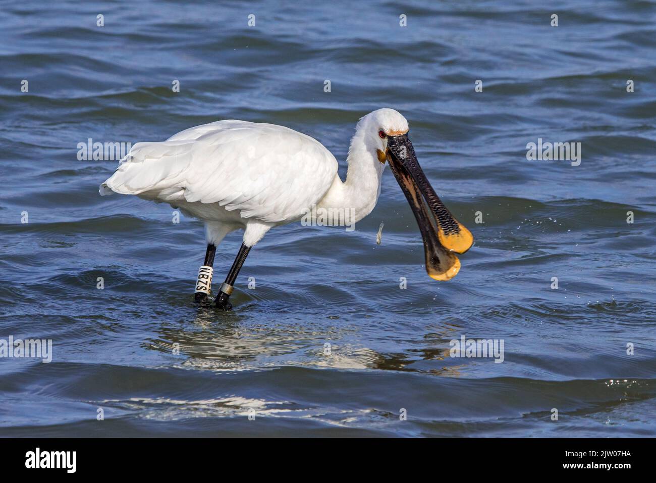Eurasian spoonbill / common spoonbill (Platalea leucorodia) ringed adult losing caught goby fish in shallow water of lake at wetland in late summer Stock Photo
