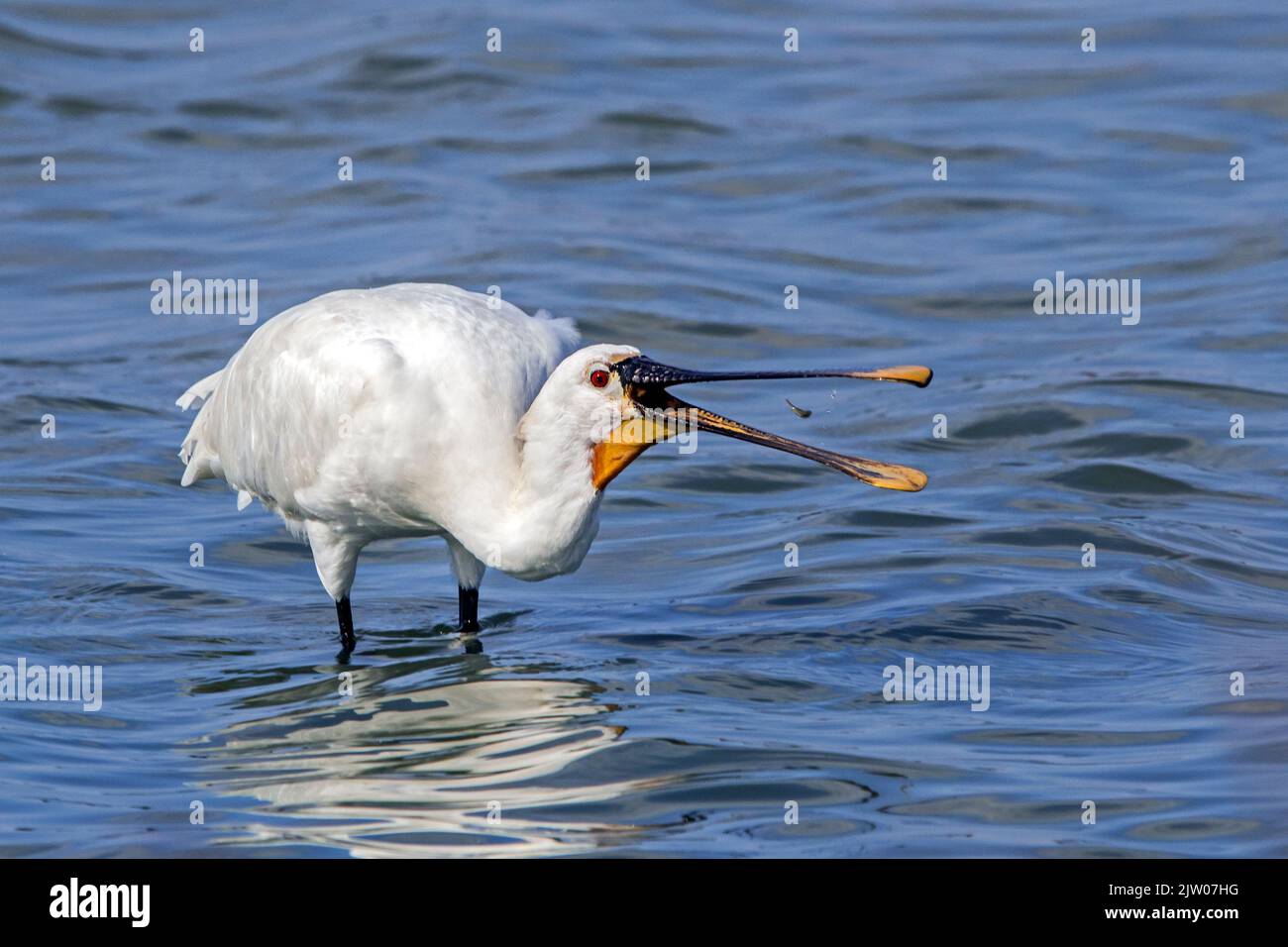 Eurasian spoonbill / common spoonbill (Platalea leucorodia) adult catching little goby fish in open beak in shallow water at wetland in late summer Stock Photo