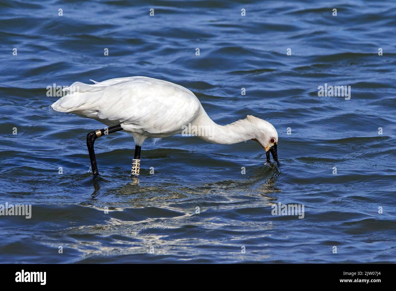 Eurasian spoonbill / ringed common spoonbill (Platalea leucorodia) sweeping beak sideways to filter out tiny fish and shrimps in shallow water at lake Stock Photo