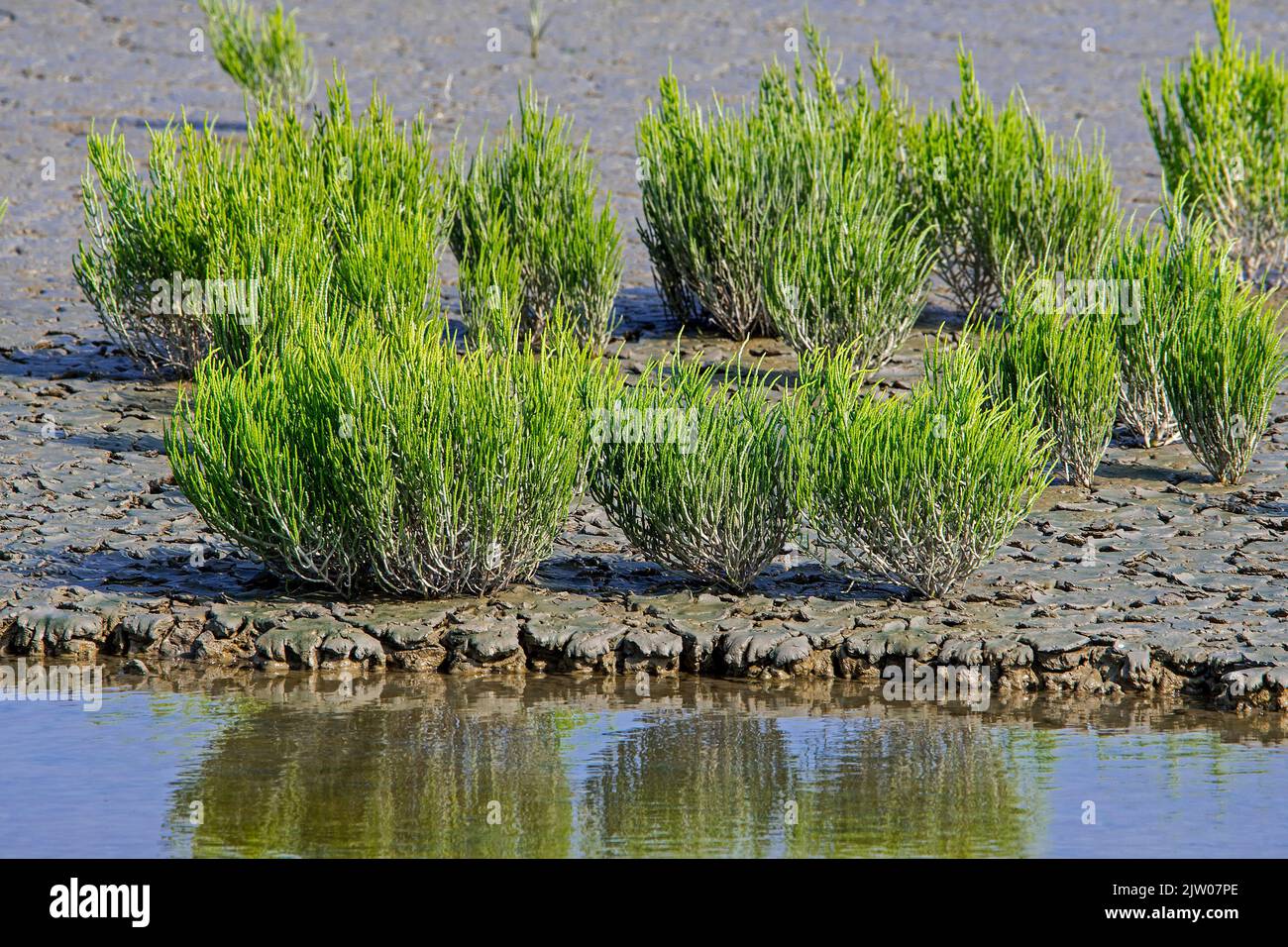 Common glasswort / marsh samphire / saltwort (Salicornia europaea) succulent herb growing in intertidal salt marsh / saltmarsh in late summer Stock Photo