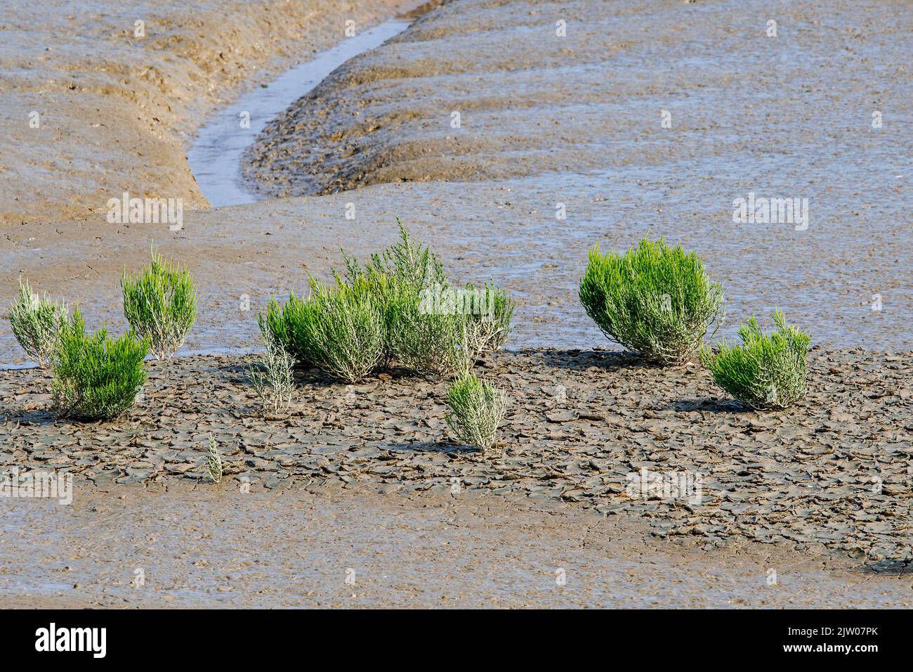 Common glasswort / marsh samphire / saltwort (Salicornia europaea) succulent herb growing in intertidal salt marsh / saltmarsh in late summer Stock Photo