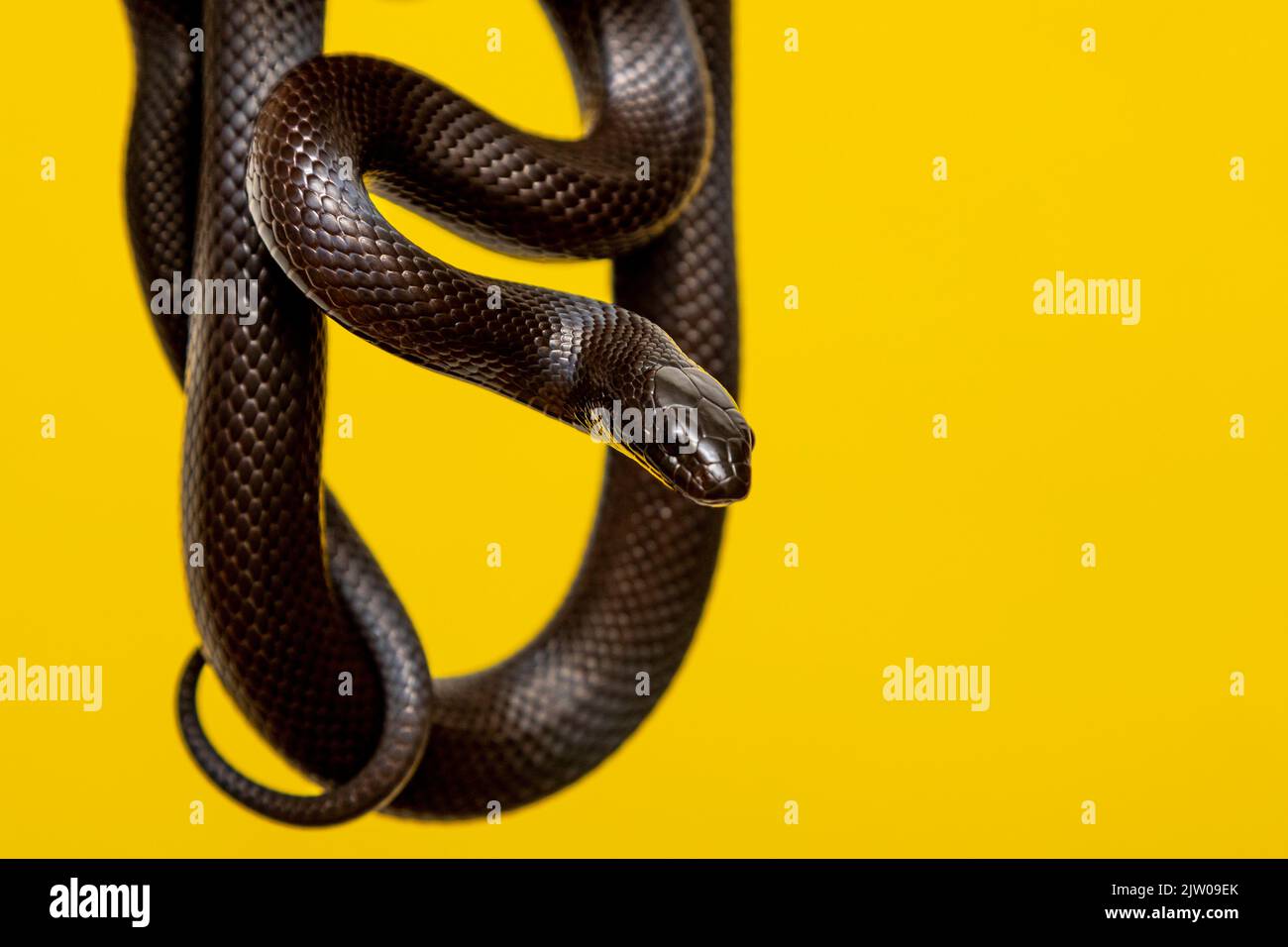 The Mexican Black Kingsnake (Lampropeltis Getula Nigrita) Is Part Of ...