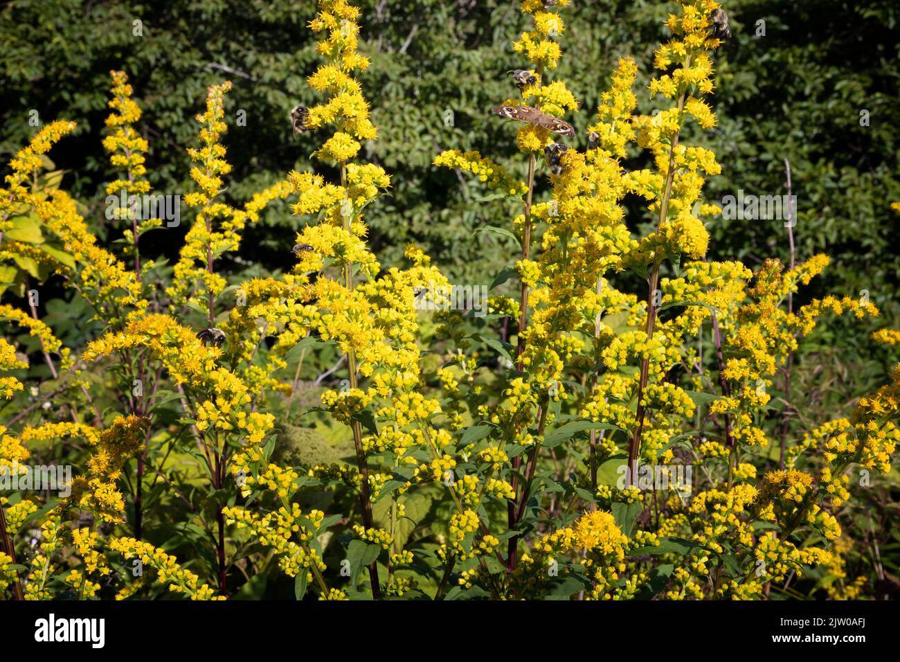 Close up of golden rod plant that can be seen as one travels the Blue Ridge Parkway in North Carolina, USA. Stock Photo