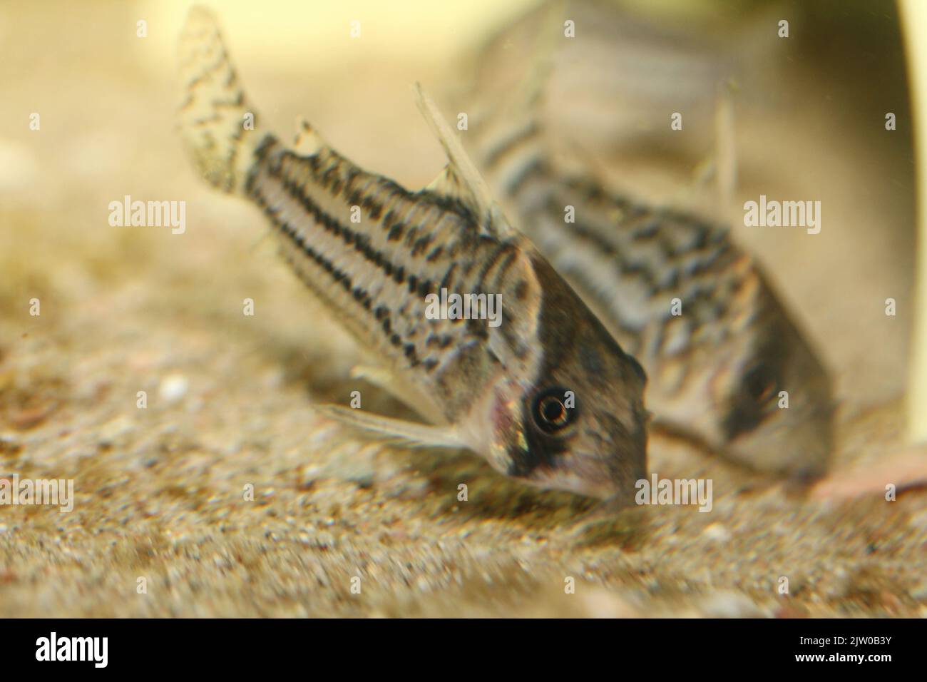 The bandscatfish (Corydoras schwartzi) a popular ornamental fish Stock