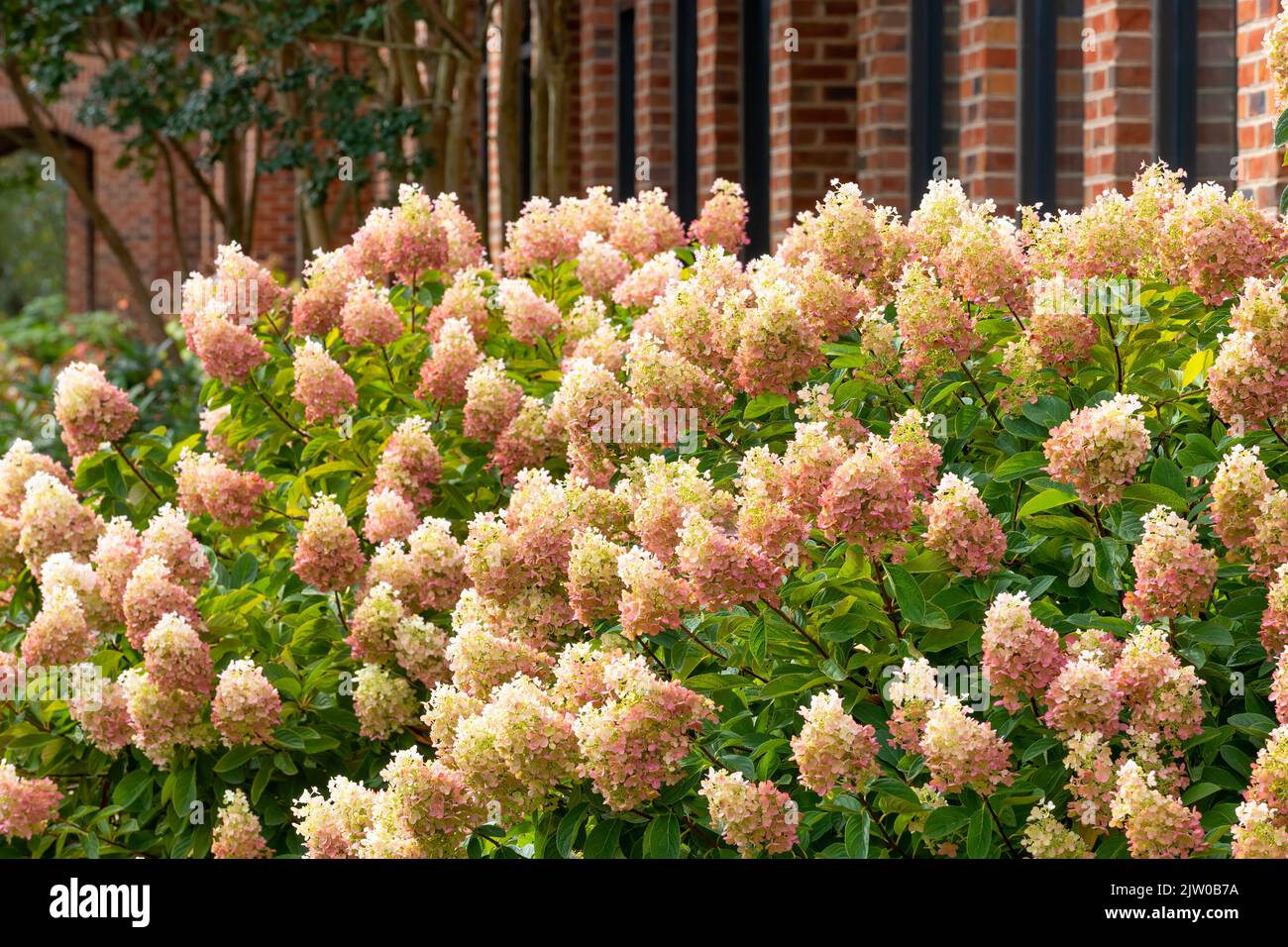Stunning bi-colored limelight Prime Hydrangea shrub in full bloom. Stock Photo