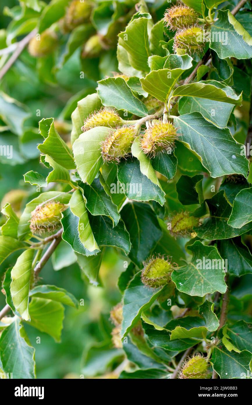 Beech (fagus sylvatica), close up showing a branch laden with fruit or Beech nut casings growing between the green leaves of the common tree. Stock Photo