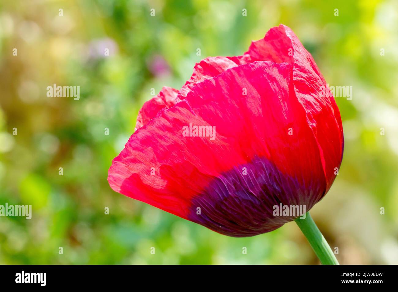 Opium Poppy (papaver somniferum), close up showing a solitary red flower isolated against an out of focus background. Stock Photo