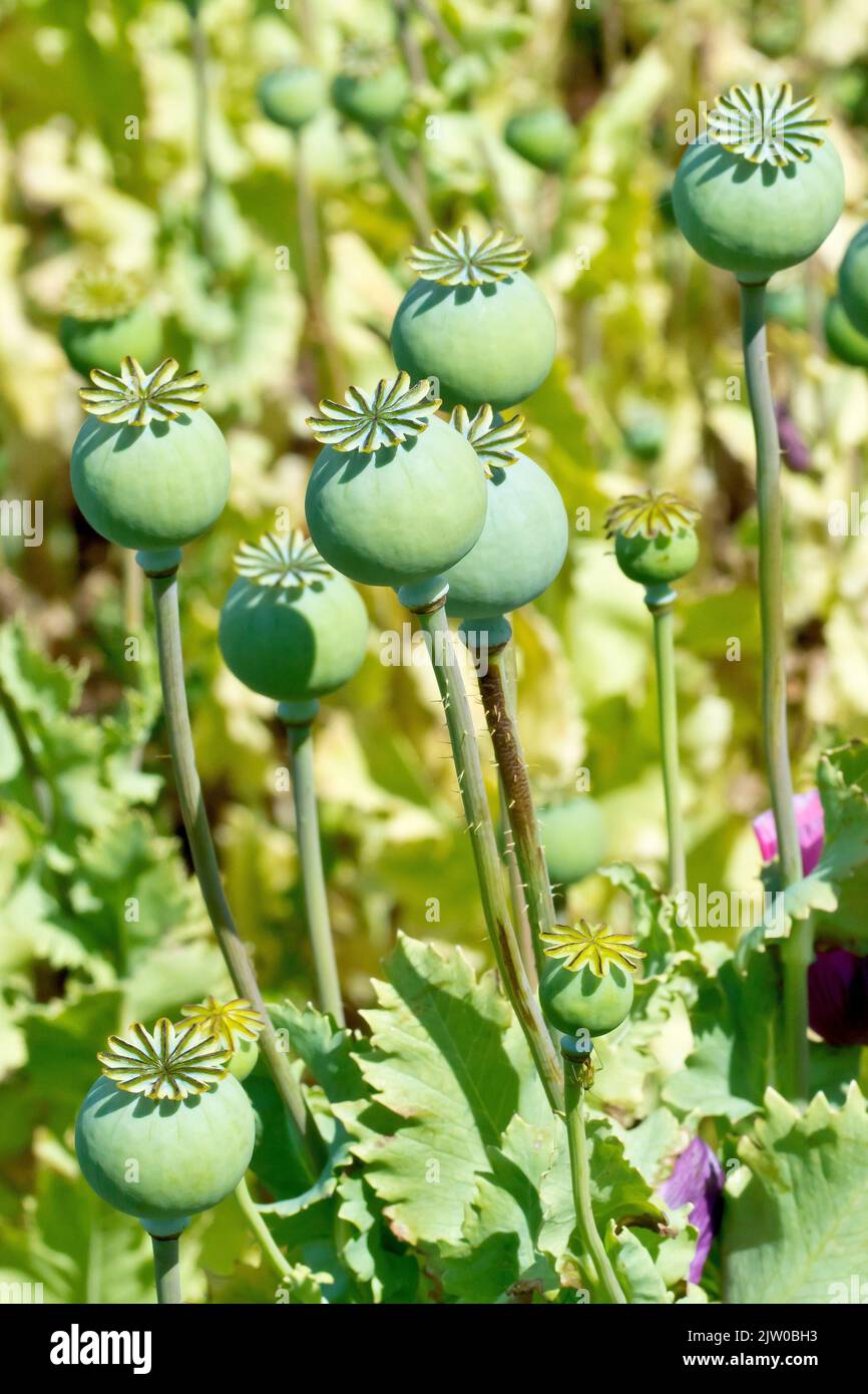 Opium Poppy (papaver somniferum), close up showing several large, fresh green seed pods or capsules ripening in the sun. Stock Photo