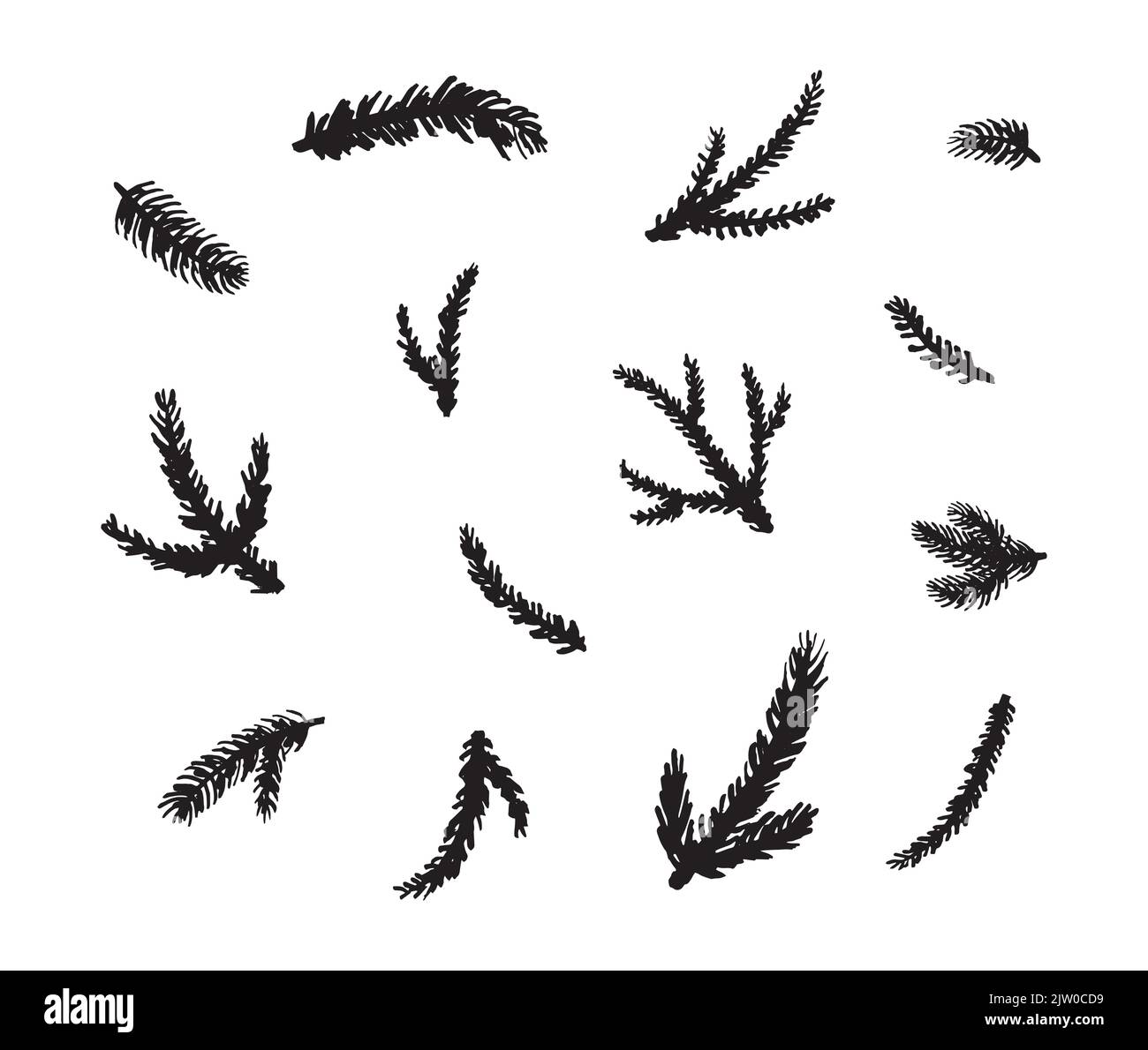 Collection of hand painted ink coniferous fir, pine branches and twigs ...