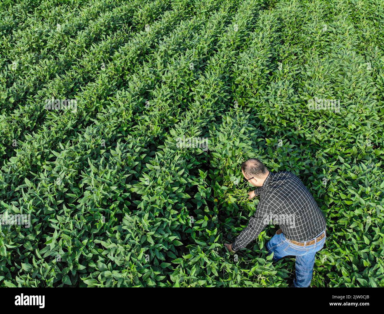 Inspecting Crops Engineer inspecting soil hi-res stock photography and images - Alamy