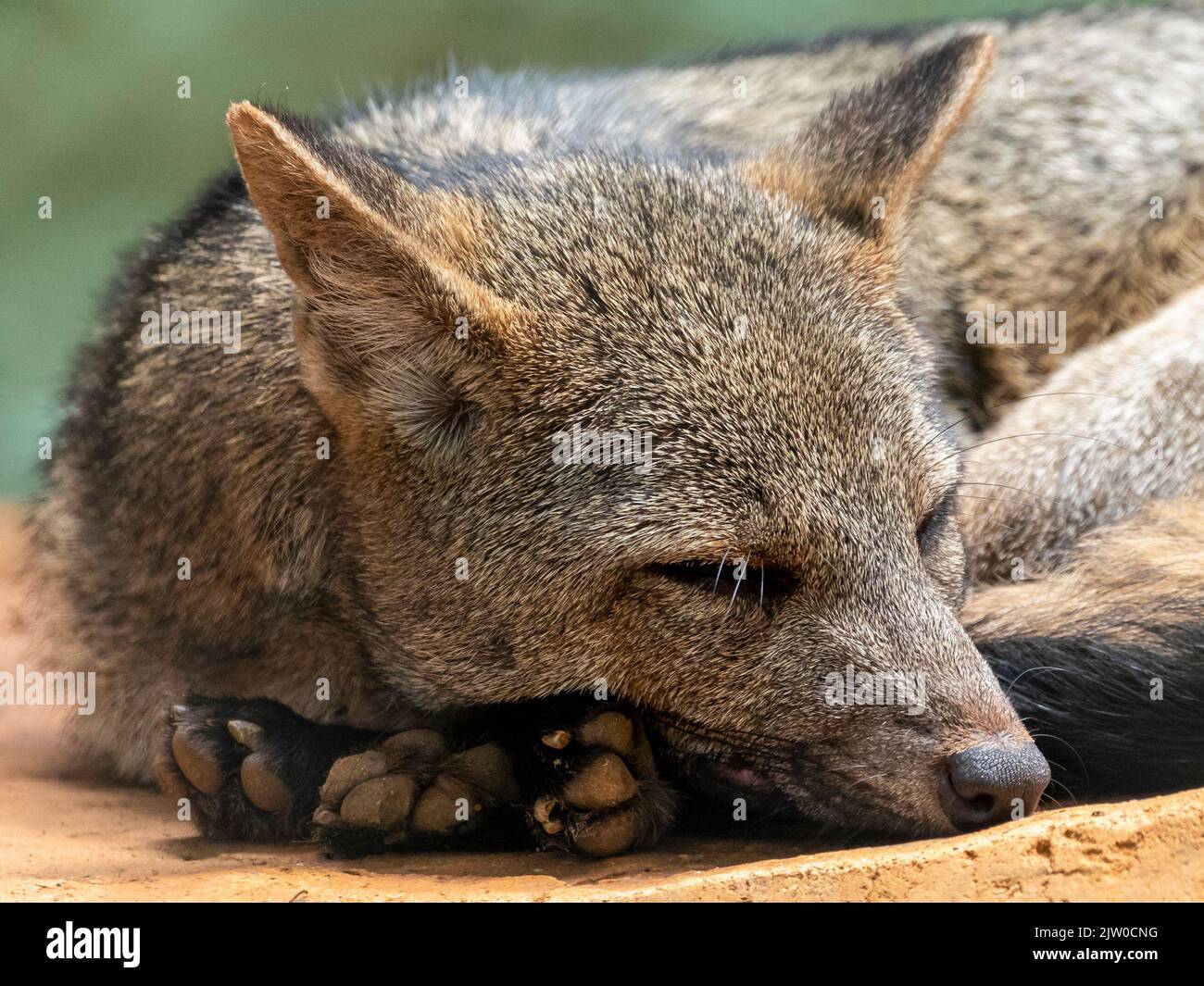 The crabeating fox (Cerdocyon thous), also known as the forest fox