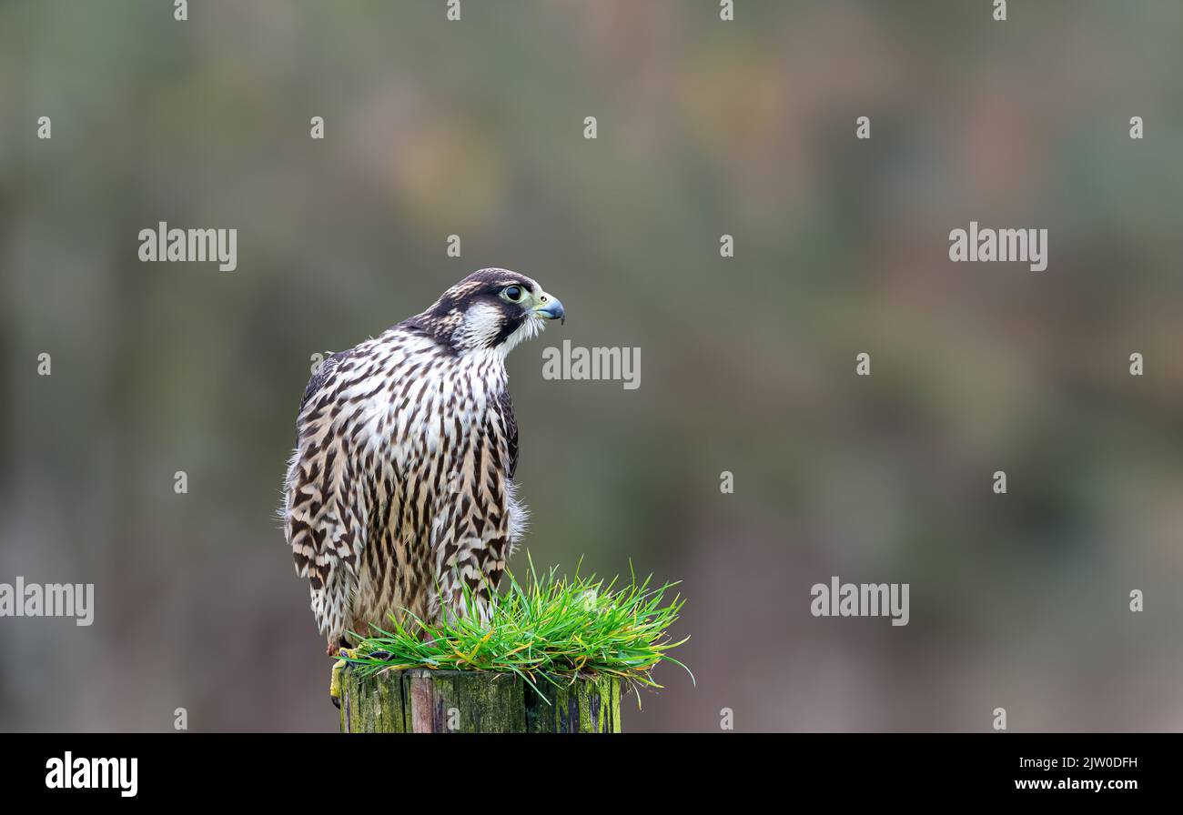 Captive Peregrin falcon on a fence post. Falconiformes, Falconidae, Falco, Falco Peregrinus Stock Photo