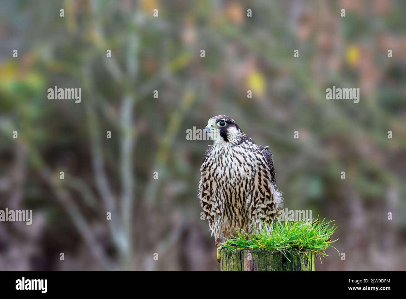 Captive Peregrin falcon on a fence post. Falconiformes, Falconidae, Falco, Falco Peregrinus Stock Photo