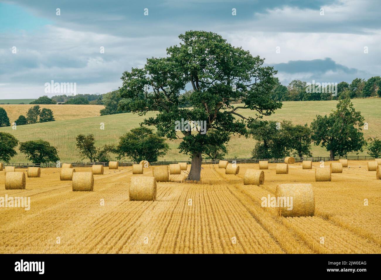 Agricultural field with bales of hay and a tree Stock Photo