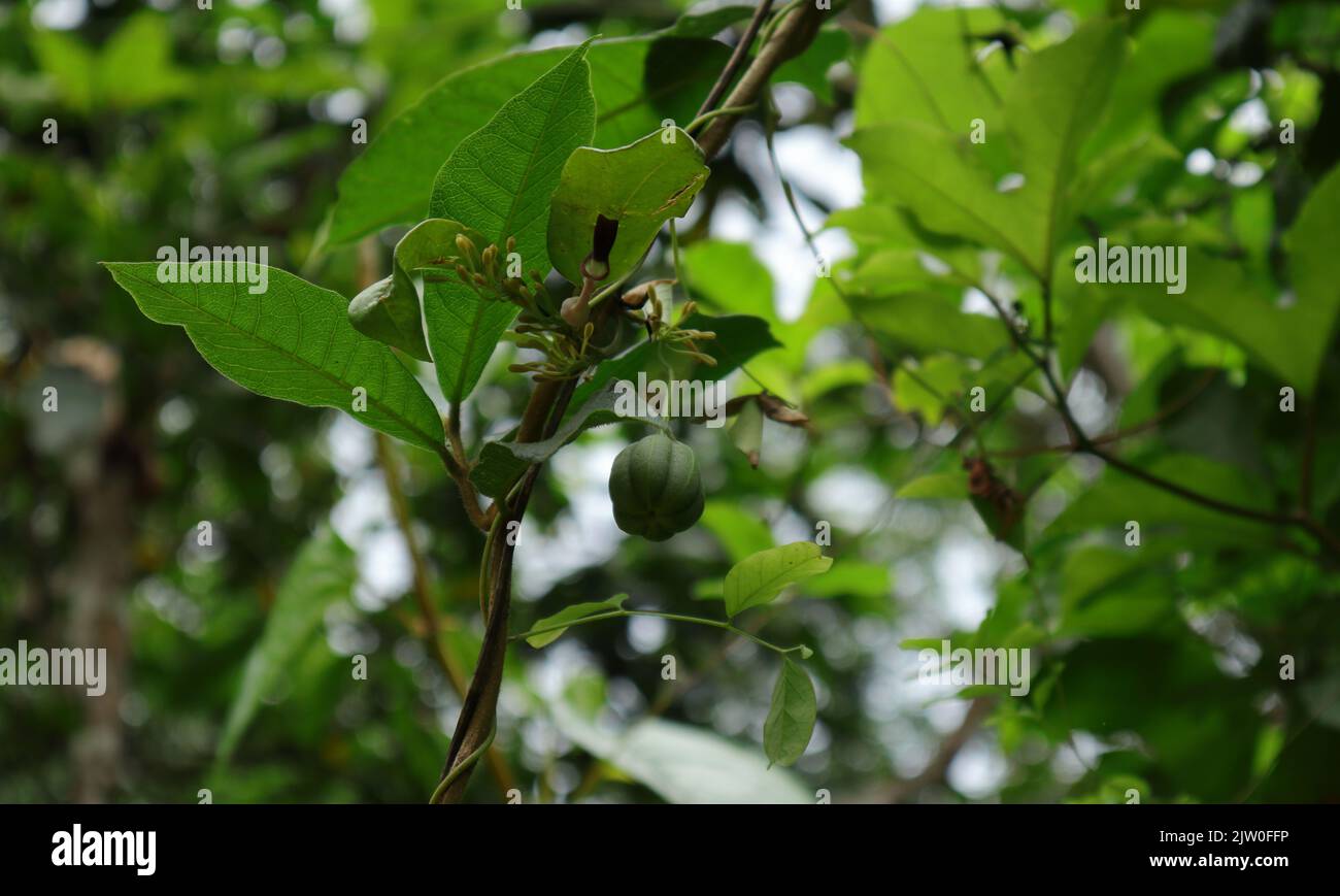 Low angle view of an Aristolochia Indica creeper plant with a hanging mature fruit full with seed capsules inside Stock Photo